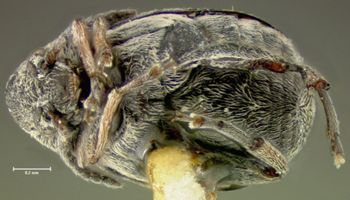 Media type: image;   Entomology 25047 Aspect: habitus ventral view